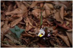 Curcuma neilgherrensis